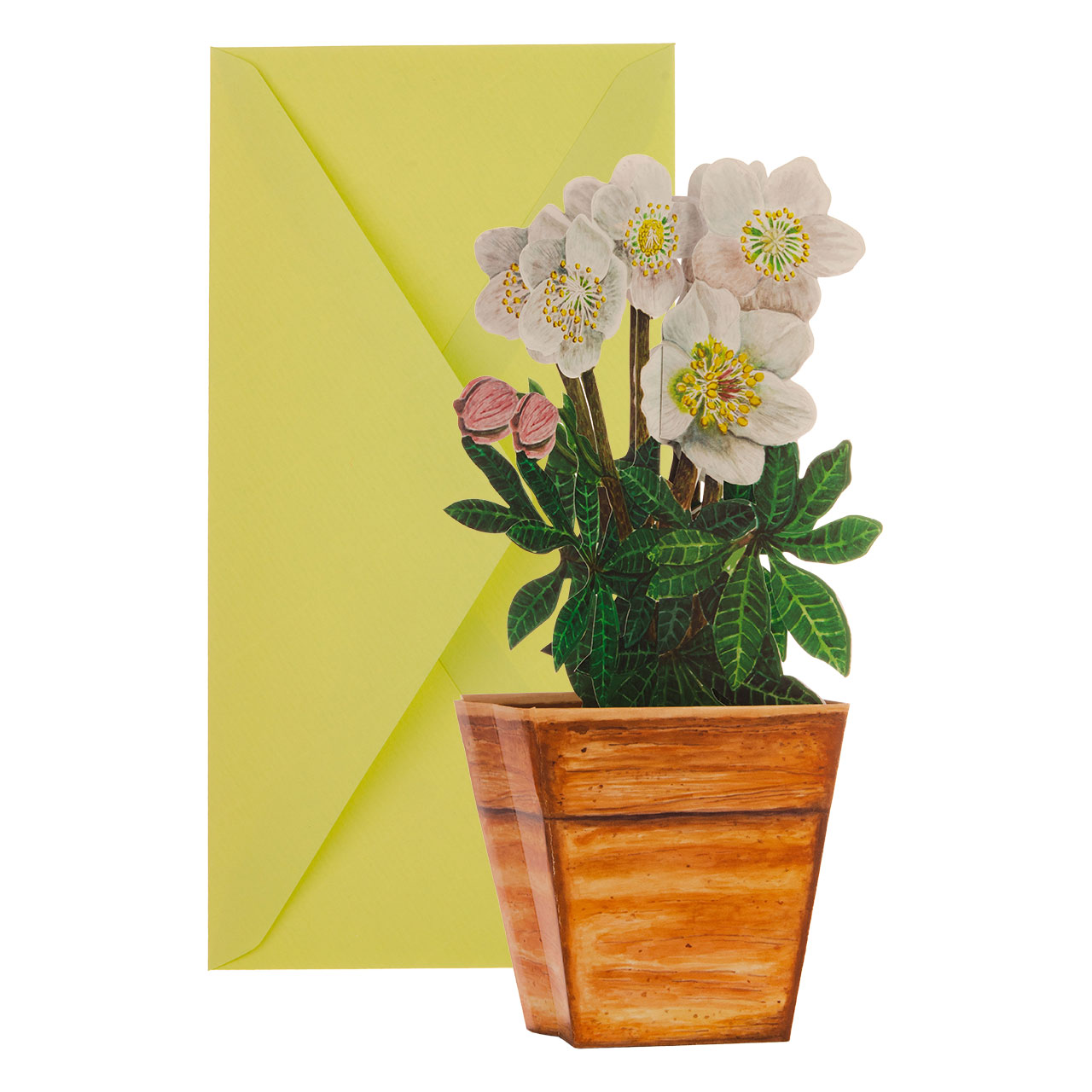 Rosa de Navidad Rosa de Navidad