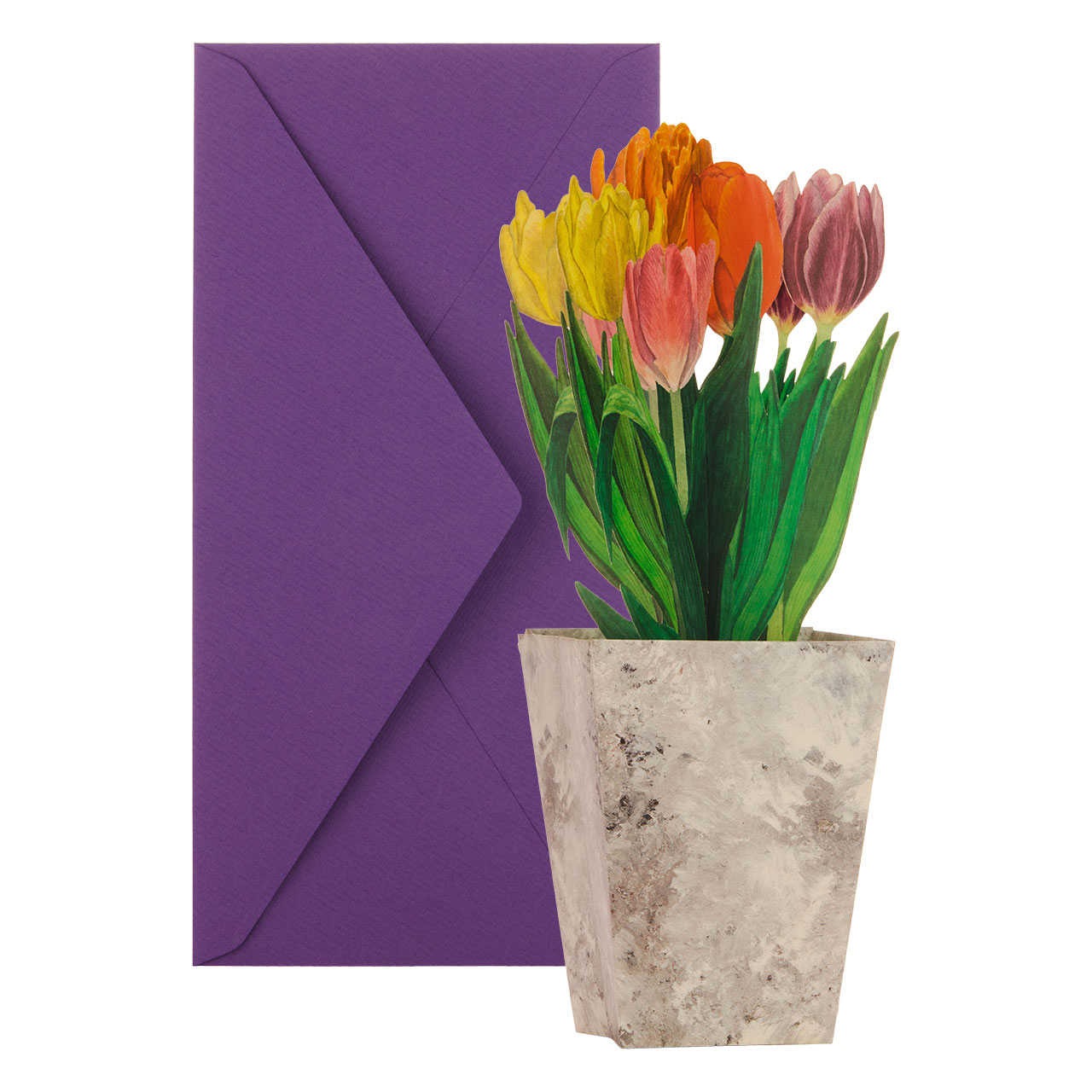 Tulipanes de colores Tulipanes de colores