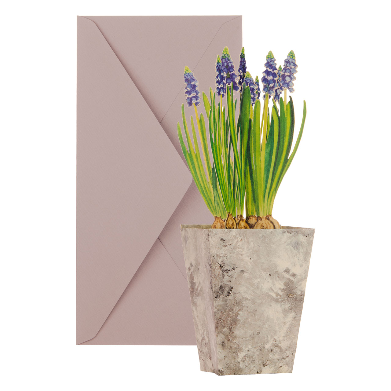 Jacinto perla Jacinto perla